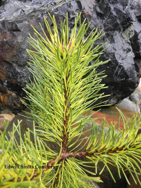 Pinus uncinata 'Tukan'
